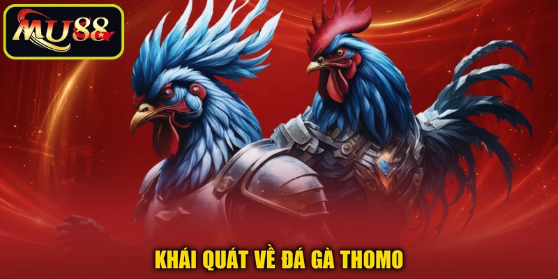 Khái quát về đá gà Thomo